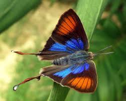 Picture of native butterfly spciecs