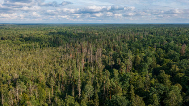 https://www.istockphoto.com/photo/polish-part-of-bialowieza-forest-to-east-gm1487289161-512815195